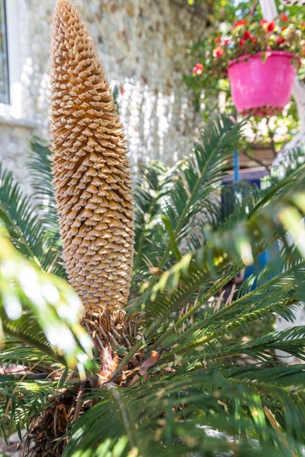 Olive Tree Villa Lygia  Dış mekan fotoğraf